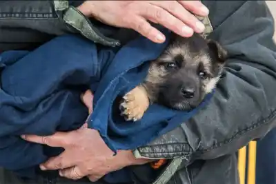 Castraciones y vacunación gratis para mascotas en ocho barrios de Paraná: el cronograma completo
