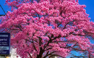 El lapacho rosado, la flor que tiñe de rosa Jujuy cada septiembre
