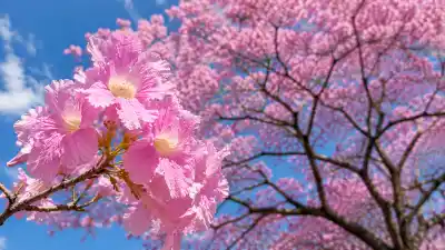 La flor que tiñe de rosa las calles de Jujuy y anuncia la primavera