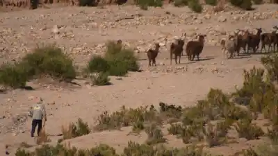 El documental que muestra la defensa del agua en los salares andinos