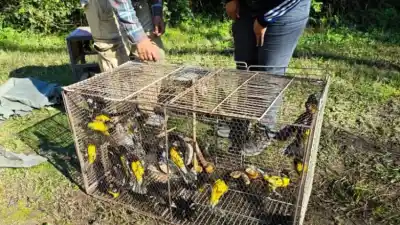 Cayeron aves silvestres listas para la venta ilegal: el destino que les dieron