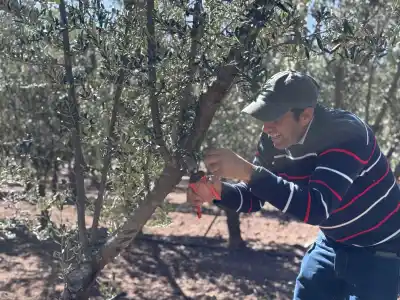 Capacitaron a 50 productores en una técnica de poda que cambia el rinde del olivo