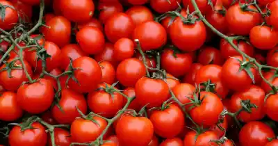 Tomates cherry en casa sin jardín: el secreto para que crezcan en tu balcón