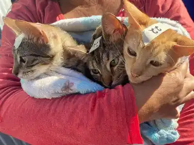 Castración gratuita para tu mascota: cómo acceder al operativo en La Florida