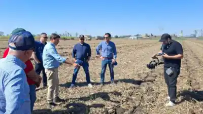 Qué busca Global G.A.P. en los cañaverales tucumanos