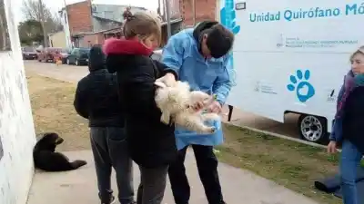 Castraciones y vacunación gratis en Paraná: el quirófano móvil visita tu barrio