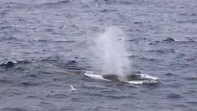 Es la segunda ballena más grande del mundo: viajó 3.000 km en 18 días y sorprendió a la ciencia
