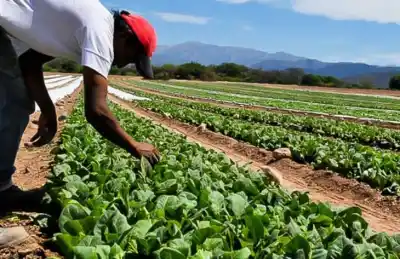 Millonaria inyección al campo tucumano: ¿Cómo impactará en los bolsillos de los productores?