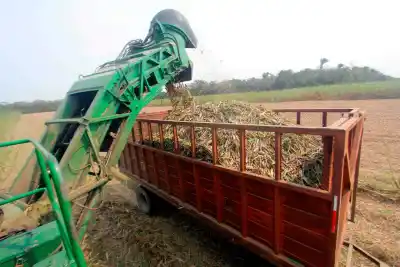 El azúcar de caña empujó un récord exportador, con un mercado que paga más por el sello