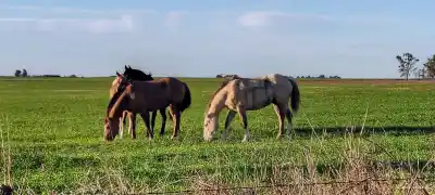 La cabalgata terminó en fiesta, pero a la mañana faltaban siete caballos
