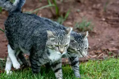 Buscan detectar un parásito silencioso en los gatos de San Salvador: cómo afecta a sus dueños
