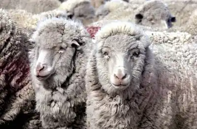 El campo le puso condiciones al nuevo ministro de Producción