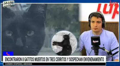 Ocho gatos muertos en un barrio salteño: el veneno que también pone en riesgo a los vecinos