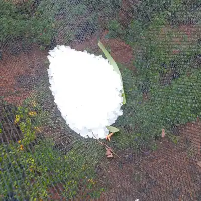 El granizo le destrozó el vivero y ahora una productora de Posadas revela su peor drama