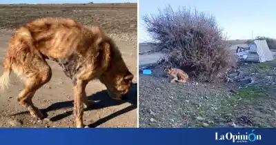 La dejaron al costado de la ruta, con una cucha y un perro muerto al lado: el rescate de una perrita desnutrida y con sarna