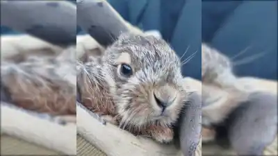 Su gato volvió con una cría de liebre en la boca y su dueño hizo lo inesperado