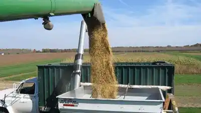 La soja se planta en $485.000: el dato clave que revela la verdadera tensión en el mercado local