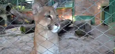 Misiones ya no permitirá centros de fauna silvestre sin veterinarios y biólogos propios