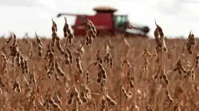 La cadena agropecuaria sigue en niveles altos: cuánto creció en un año y qué rubros la empujan