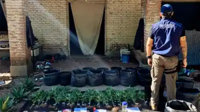Desmantelan un invernadero clandestino de marihuana en un paraje perdido del Copo