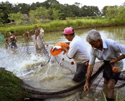 Más de 4.000 piscicultores de Misiones, con nuevas reglas obligatorias: qué les exigen ahora