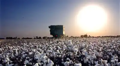 Semilla de algodón al 60% de descuento: quiénes pueden acceder en Chaco