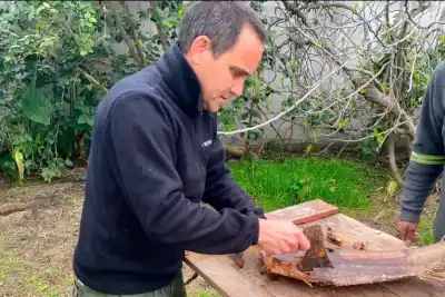 No era picudo rojo: la plaga que atacó una palmera en Urdinarrain y qué hay que vigilar