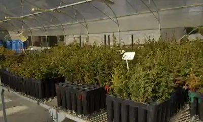 Incendios en Chubut: plantarán más de 100 mil árboles nativos en cuatro reservas