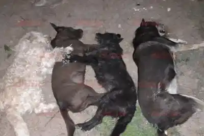 Envenenaron a sus cuatro perros en el barrio Almirante Brown: el dolor de una vecina