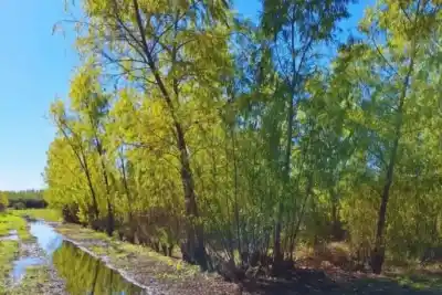 Los guardianes silenciosos de Tucumán: el secreto natural que frena las inundaciones