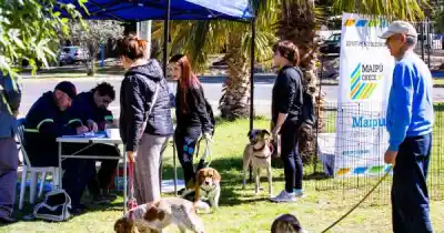 Maipú casi iguala en 7 meses todas las prestaciones veterinarias que hizo en 2025
