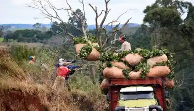 Emergencia yerbatera: buscan un precio mínimo para la hoja verde que hoy no fija nadie