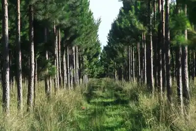 El recambio en un área clave de Misiones: asumió un ingeniero forestal tras 20 años del mismo funcionario