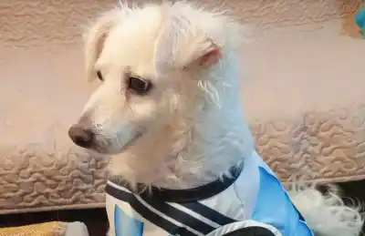 Su perro se descompensó de golpe y ahora vende budines para pagar el tratamiento