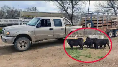 Frenaron una camioneta con seis vacas sin identificación y apareció otro vehículo buscado por la Justicia