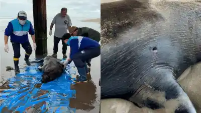Casi 200 kilos, una bala en el hombro y días de agonía: el lobo marino que murió por una acción humana