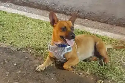 Un médico de 71 años irá a juicio por la muerte de un perro: el detalle del proyectil que complica la acusación