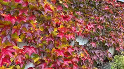 El secreto de la planta que se pinta sola: la trepadora que transforma tu pared en un espectáculo de color