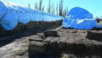 El forraje se agota en los valles rionegrinos y los precios ya muestran un salto