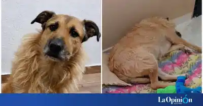 Estuvo al borde de volver a la calle, pero una llamada le cambió la vida a Max