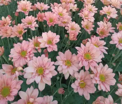 El 90% de las flores que se venden en Misiones llegan de Buenos Aires y aseguran que se pueden producir acá