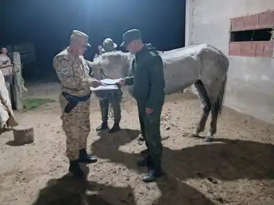 Hallaron un caballo atado y abandonado en el monte durante un operativo rural
