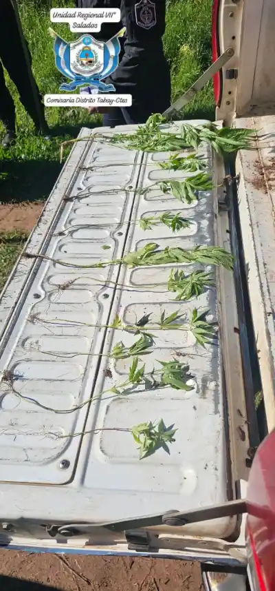 Encontraron plantines de marihuana arrojados en plena calle de Tabay