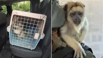 Denuncia vecinal en La Matanza: el hallazgo que sorprendió a los gendarmes en una jaula