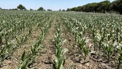 El maíz temprano se adelantó en el centro norte y ya cubre 98.000 hectáreas