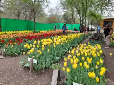 80 mil tulipanes y 49 especies: el jardín que reabre por un mes en Villa Rumipal