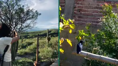 Vio un ave desconocida desde su ventana y su hallazgo terminó en una revista científica