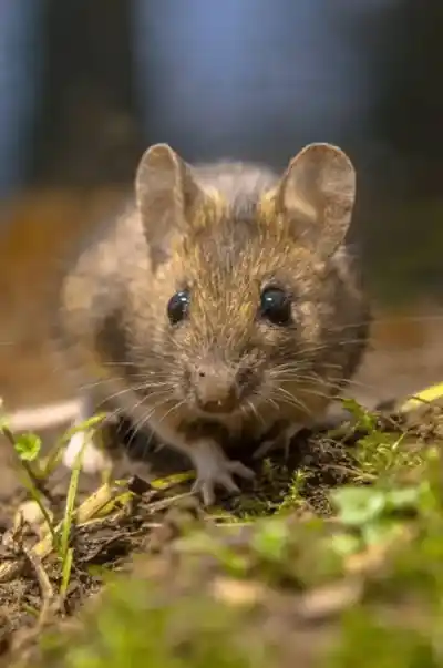 Un nuevo contagio de hantavirus en Neuquén encendió las alarmas: cómo se transmite y a quiénes afecta