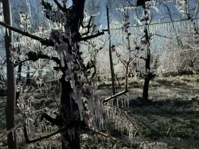 El pronóstico que enciende las alarmas en las chacras: -5 °C en pleno riesgo de heladas tardías