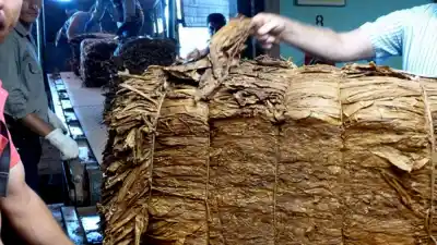 Misiones promulgó la ley que obliga a publicar el recorrido completo del Fondo del Tabaco
